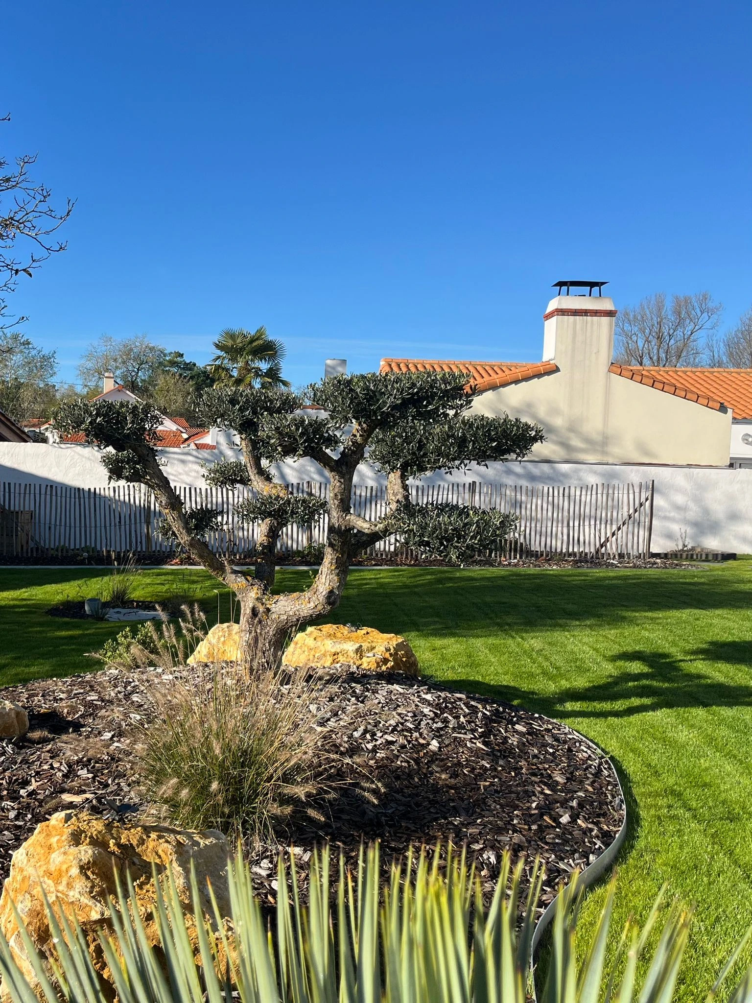 Olivier taillé en nuage dans un massif paysager avec galets et paillage – création de jardin à Rouans